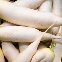 Daikon Rettich