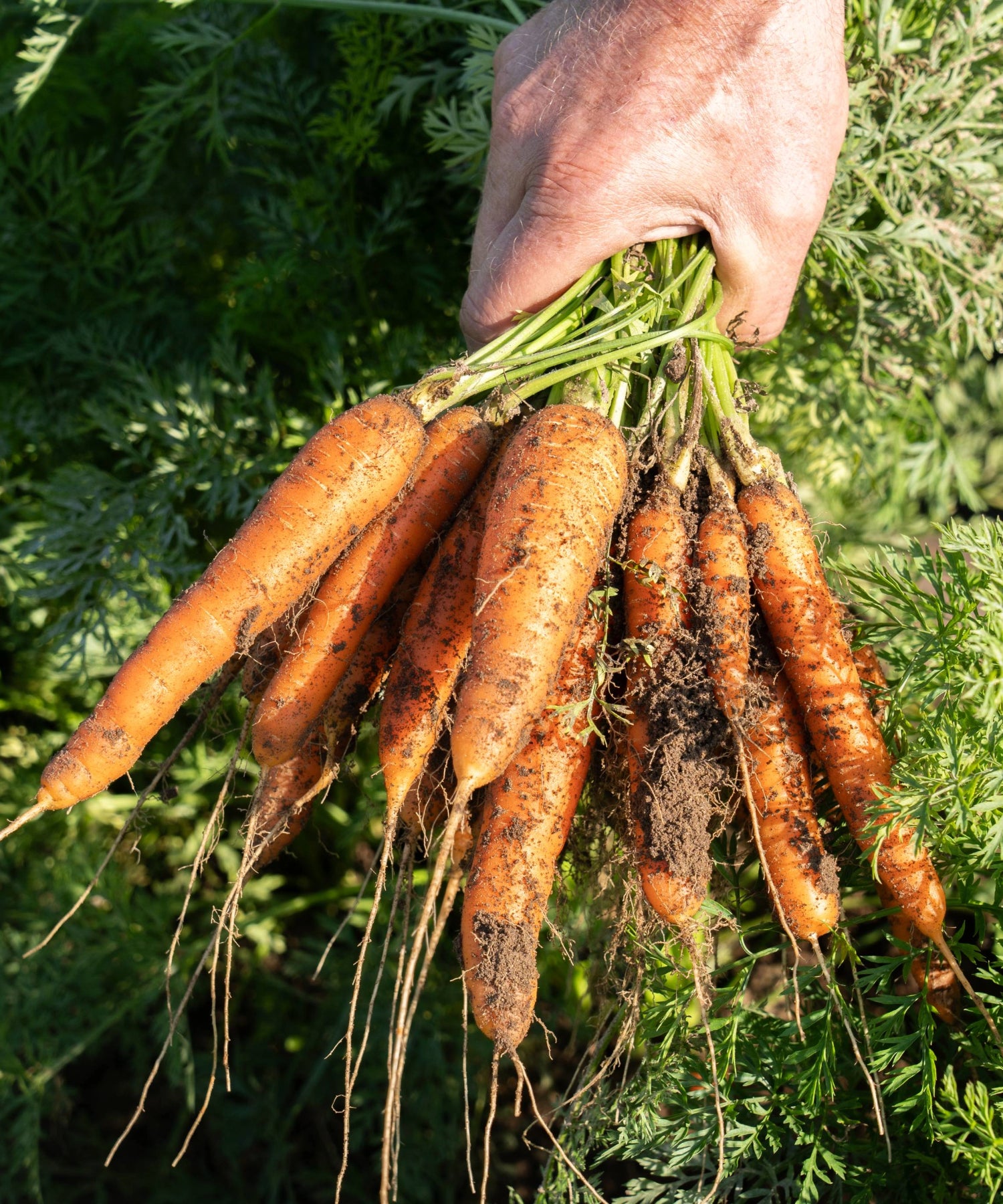 Hand hält Möhren über einem Feld