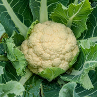 Blumenkohl