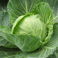 Weißkohl